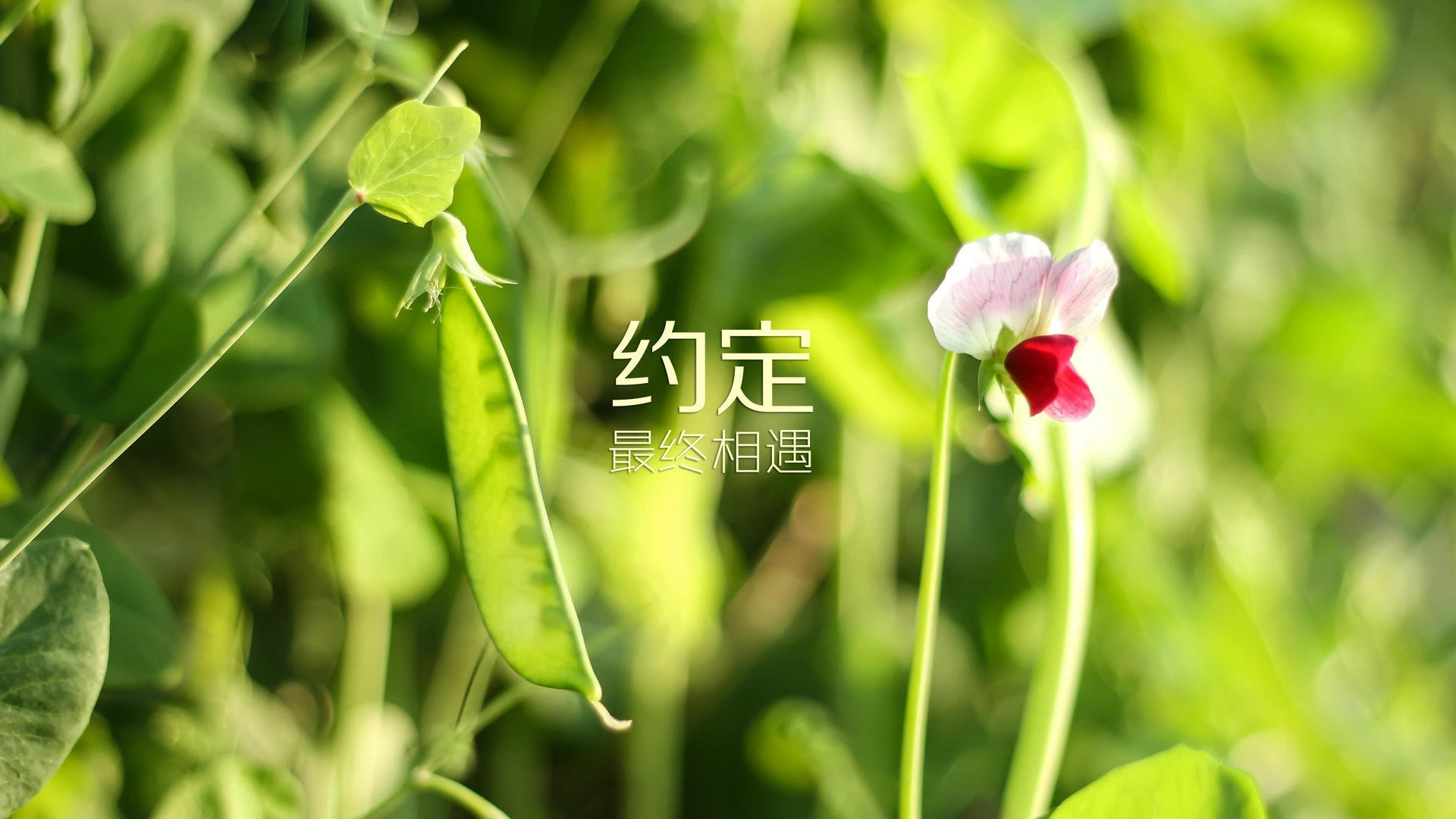 AYX SPORTS-女足世界杯出征仪式隆重举行，女足世界杯扩军