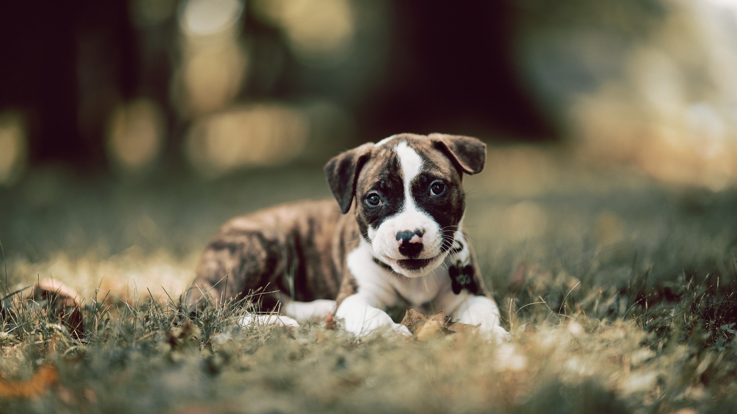 俱乐部官僚化管理影响战术执行效率,俱乐部型管理者