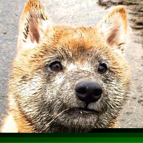 加拿大队如何在国际乒联混合团体世界杯中迎接挑战,加拿大乒乓球外援