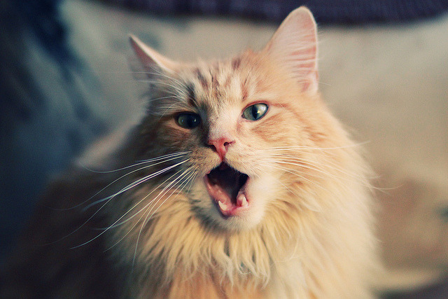 爱游戏娱乐-Popovici摘得男子100 m自由泳银牌