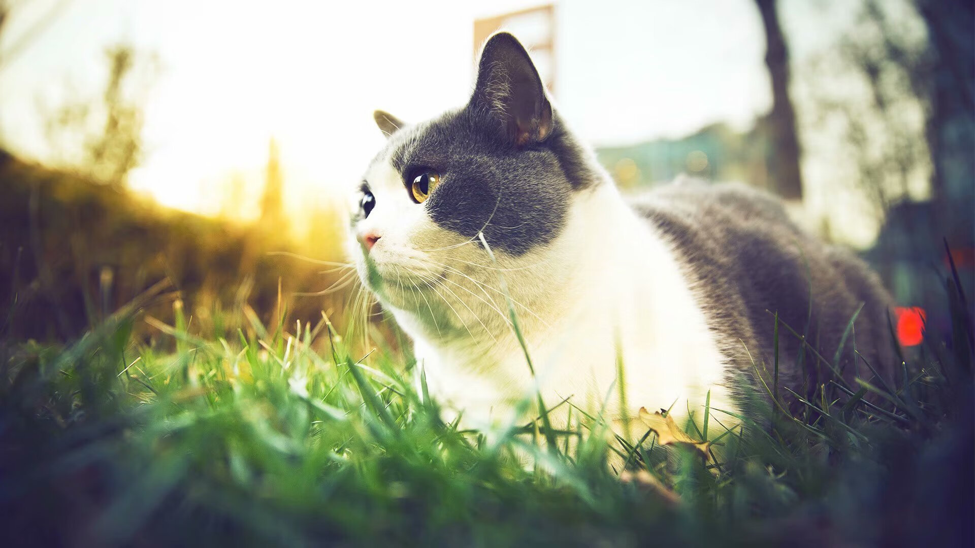 中国足球国家队训练强度科学合理安排,中国足球队训练视频