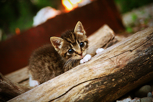 中小学篮球特色校园建设试点成果显著,中小学篮球发展与现状