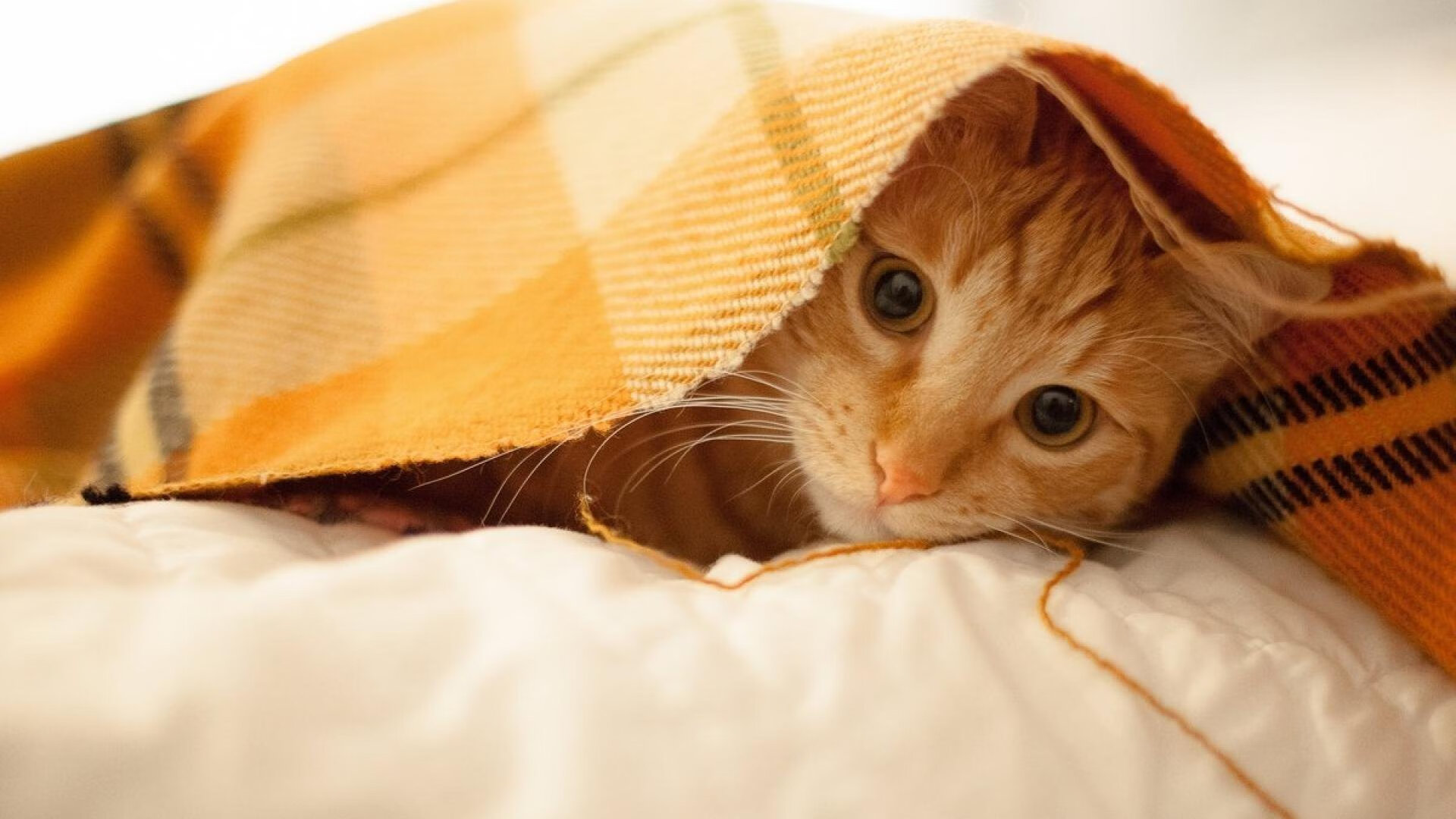 凯恩·瑞安：全黑队多才多艺的防守球员，助力球队更强大，凯恩we