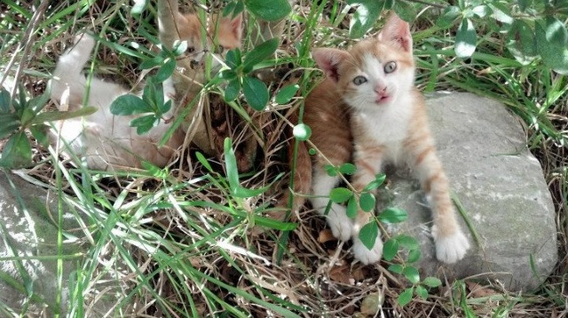 塞尔维亚男篮在欧洲预赛中奋勇前行，期待奥运金牌，塞尔维亚男篮奥运预选赛