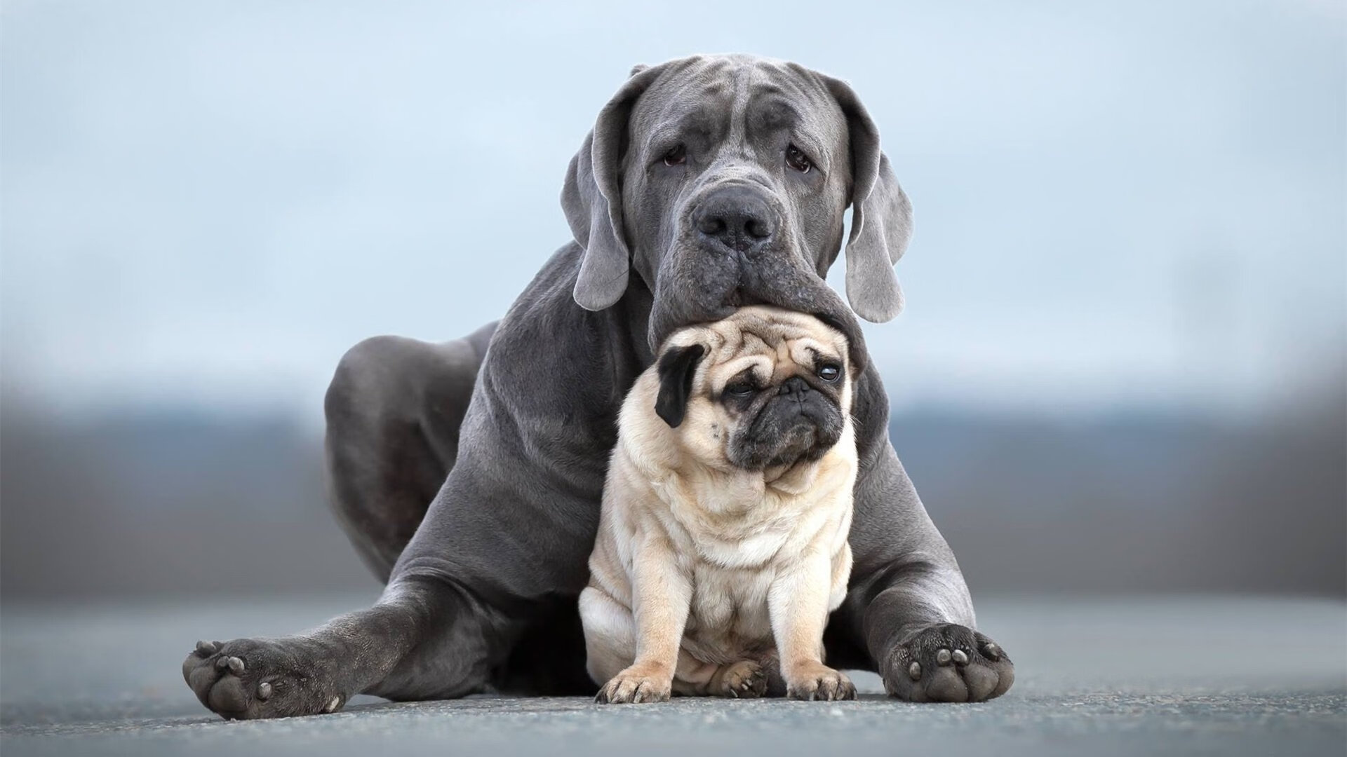 格鲁塞男子蝶泳100米决赛表现亮眼，盖伊100米蝶泳