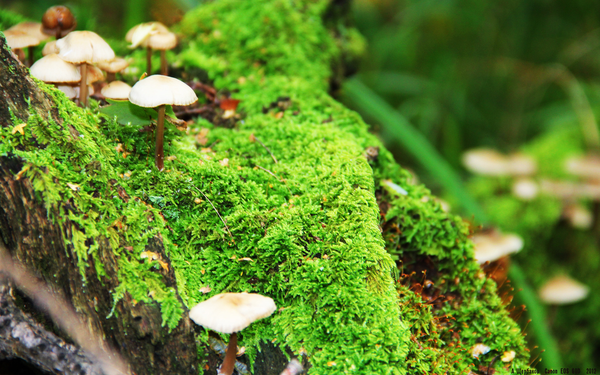 爱游戏中国官方网站平台-步行者内线缺乏强硬导致失分严重，步行者内线球星