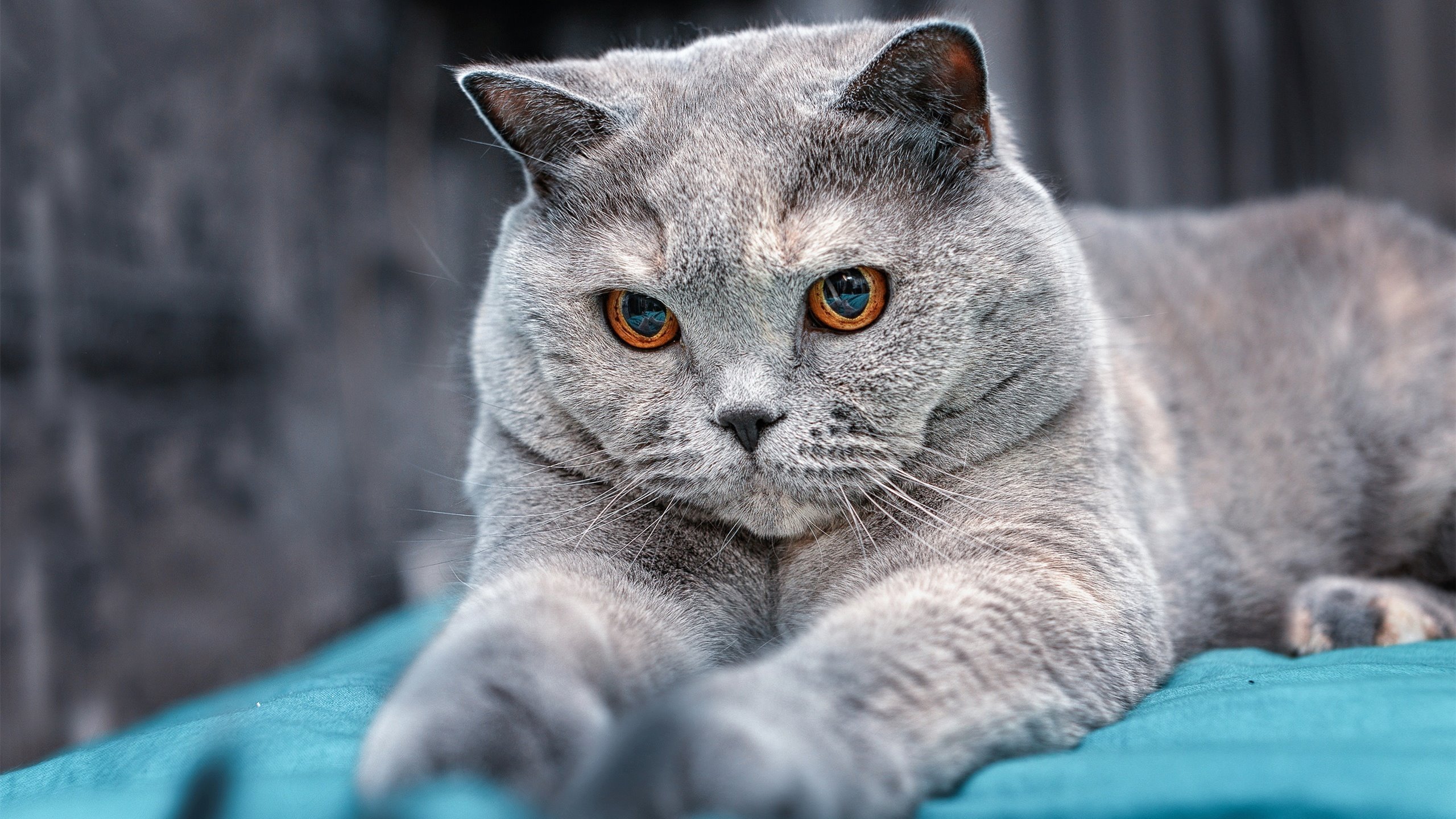 混合泳比赛中立代表队A表现均衡，混合泳联合队