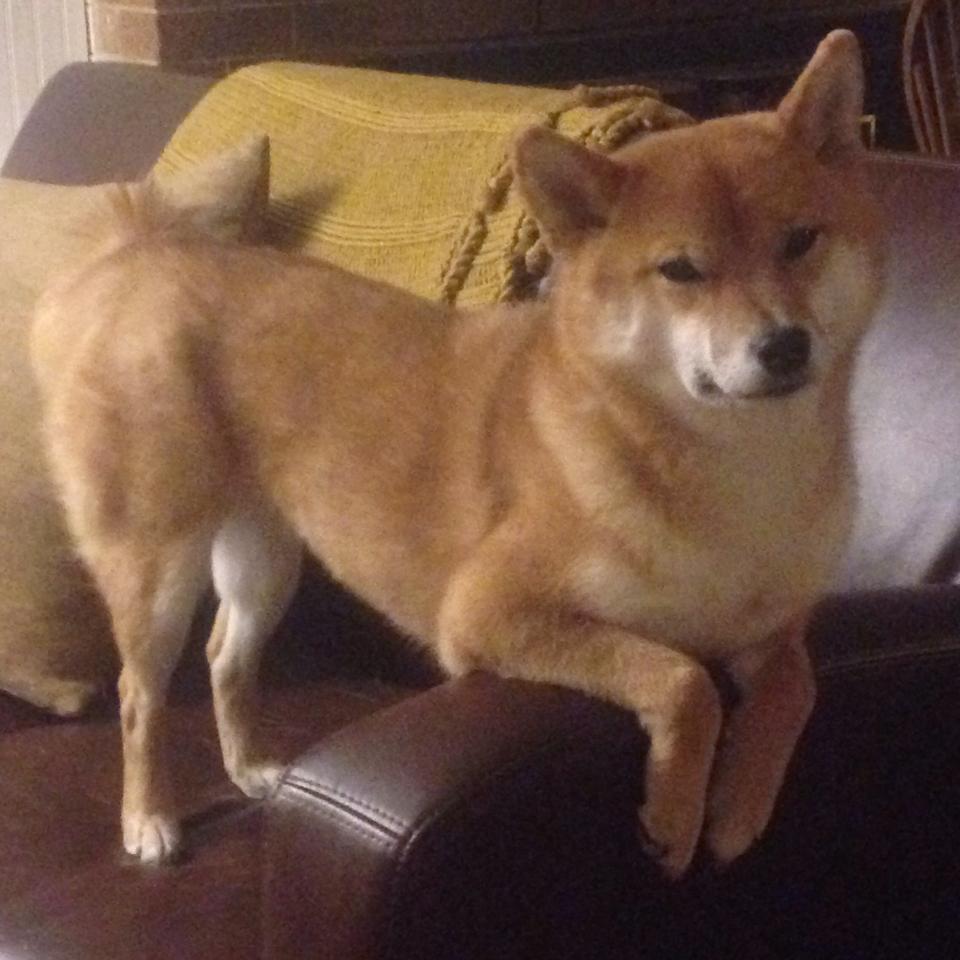 爱尔兰橄榄球吸引国际赞助商投资,爱尔兰体育项目