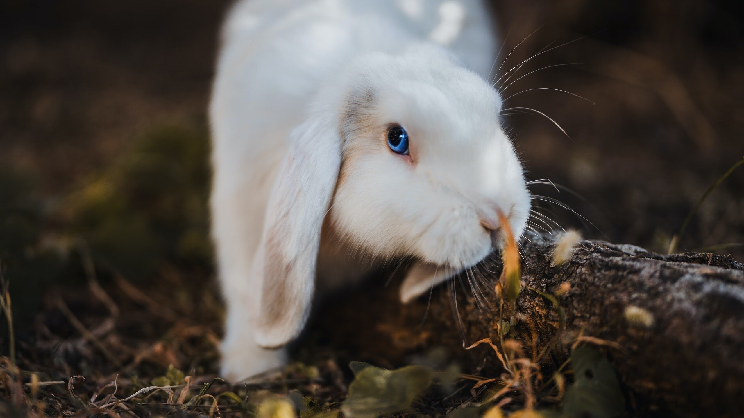 爱游戏登录入口-美洲杯战火升腾：每一刻都令人心潮澎湃，z美洲杯