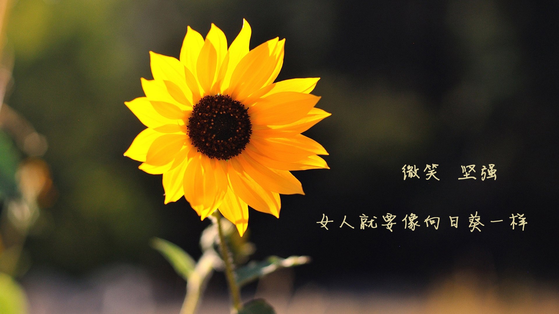 詹姆斯统治赛场NBA总决赛，詹姆斯 总决赛